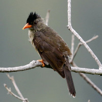 Seychelles Bulbul